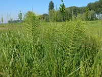 Equisetum telmateia 16, Reuzenpaardenstaart, Saxifraga-Peter Meininger