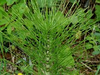 Equisetum telmateia 2, Reuzenpaardenstaart, Saxifraga-Jan van der Straaten