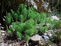 Equisetum telmateia 20, Reuzenpaardenstaart, Saxifraga-Ed Stikvoort