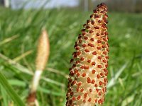 Equisetum telmateia 22, Reuzenpaardenstaart, Saxifraga-Ed Stikvoort