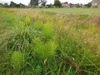 Equisetum telmateia 23, Reuzenpaardenstaart, Saxifraga-Ed Stikvoort