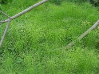 Equisetum telmateia 24, Reuzenpaardenstaart, Saxifraga-Ed Stikvoort