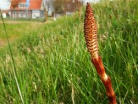 Equisetum telmateia 25, Reuzenpaardenstaart, Saxifraga-Ed Stikvoort