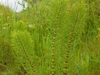 Equisetum telmateia 26, Reuzenpaardenstaart, Saxifraga-Ed Stikvoort