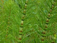 Equisetum telmateia 27, Reuzenpaardenstaart, Saxifraga-Ed Stikvoort