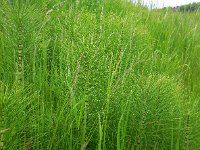 Equisetum telmateia 28, Reuzenpaardenstaart, Saxifraga-Ed Stikvoort