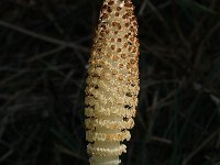 Equisetum telmateia 3, Reuzenpaardenstaart, Saxifraga-Jan van der Straaten