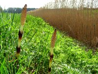 Equisetum telmateia 30, Reuzenpaardenstaart, Saxifraga-Ed Stikvoort