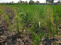 Equisetum telmateia 31, Reuzenpaardenstaart, Saxifraga-Ed Stikvoort