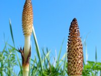 Equisetum telmateia 32, Reuzenpaardenstaart, Saxifraga-Ed Stikvoort