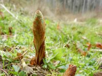 Equisetum telmateia 34, Reuzenpaardenstaart, Saxifraga-Rutger Barendse