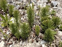 Equisetum telmateia 35, Reuzenpaardenstaart, Saxifraga-Ed Stikvoort