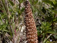 Equisetum telmateia 37, Reuzenpaardenstaart, Saxifraga-Ed Stikvoort