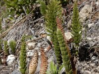 Equisetum telmateia 38, Reuzenpaardenstaart, Saxifraga-Ed Stikvoort