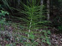 Equisetum telmateia 39, Reuzenpaardenstaart, Saxifraga-Ed Stikvoort