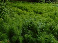 Equisetum telmateia 40, Reuzenpaardenstaart, Saxifraga-Ed Stikvoort