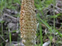 Equisetum telmateia 6, Reuzenpaardenstaart, Saxifraga-Rutger Barendse