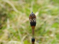 Equisetum variegatum 10, Bonte paardenstaart, Saxifraga-Rutger Barendse