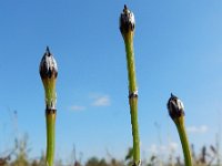 Equisetum variegatum 13, Bonte paardenstaart, Saxifraga-Ed Stikvoort