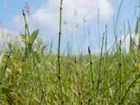 Equisetum variegatum 18, Bonte paardenstaart, Saxifraga-Ed Stikvoort