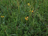 Equisetum variegatum 4, Bonte paardenstaart, Saxifraga-Hans Boll