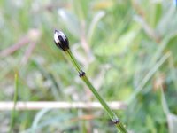 Equisetum variegatum 8, Bonte paardenstaart, Saxifraga-Rutger Barendse