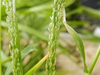 Eragrostis parviflora 2, Saxifraga-Rutger Barendse