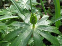 Eranthis hyemalis 10, Winterakoniet, Saxifraga-Rutger Barendse