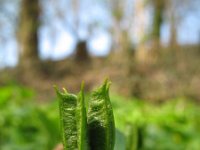 Eranthis hyemalis 11, Winterakoniet, Saxifraga-Rutger Barendse