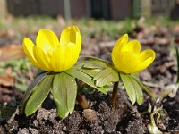 Eranthis hyemalis 13, Winterakoniet, Saxifraga-Hans Dekker