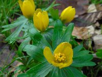 Eranthis hyemalis 14, Winterakoniet, Saxifraga-Ed Stikvoort