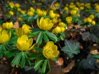 Eranthis hyemalis 15, Winterakoniet, Saxifraga-Ed Stikvoort