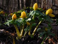 Eranthis hyemalis 20, Winterakoniet, Saxifraga-Ed Stikvoort