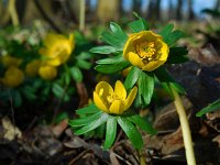 Eranthis hyemalis 24, Winterakoniet, Saxifraga-Ed Stikvoort