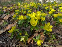 Eranthis hyemalis 25, Winterakoniet, Saxifraga-Jelle van Dijk