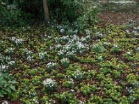 Eranthis hyemalis 26, Winterakoniet, Saxifraga-Ed Stikvoort