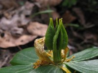 Eranthis hyemalis 31, Winterakoniet, Saxifraga-Rutger Barendse