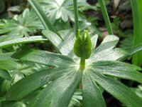 Eranthis hyemalis 32, Winterakoniet, Saxifraga-Rutger Barendse