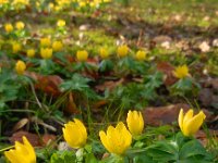 Eranthis hyemalis 34, Winterakoniet, Saxifraga-Ed Stikvoort