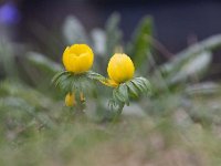 Eranthis hyemalis 36, Winterakoniet, Saxifraga-Luuk Vermeer