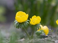 Eranthis hyemalis 37, Winterakoniet, Saxifraga-Luuk Vermeer