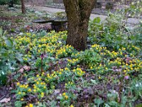 Eranthis hyemalis 39, Winterakoniet, Saxifraga-Luuk Vermeer