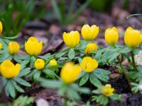 Eranthis hyemalis 41, Winterakoniet, Saxifraga-Luuk Vermeer