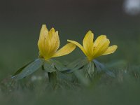 Eranthis hyemalis 43, Winterakoniet, Saxifraga-Luuk Vermeer