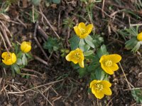 Eranthis hyemalis 5, Winterakoniet, Saxifraga-Piet Zomerdijk