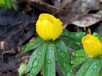 Eranthis hyemalis 51, Winterakoniet, Saxifraga-Bart Vastenhouw