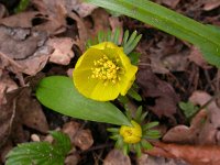 Eranthis hyemalis 6, Winterakoniet, Saxifraga-Peter Meininger