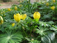 Eranthis hyemalis 7, Winterakoniet, Saxifraga-Rutger Barendse