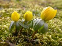 Eranthis hyemalis 8, Winterakoniet, Saxifraga-Peter Meininger