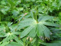 Eranthis hyemalis 9, Winterakoniet, Saxifraga-Rutger Barendse